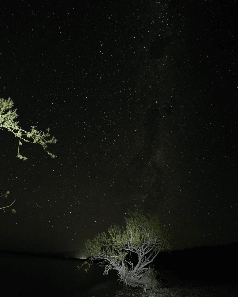 Árbol solitario bajo un cielo nocturno estrellado en la Patagonia